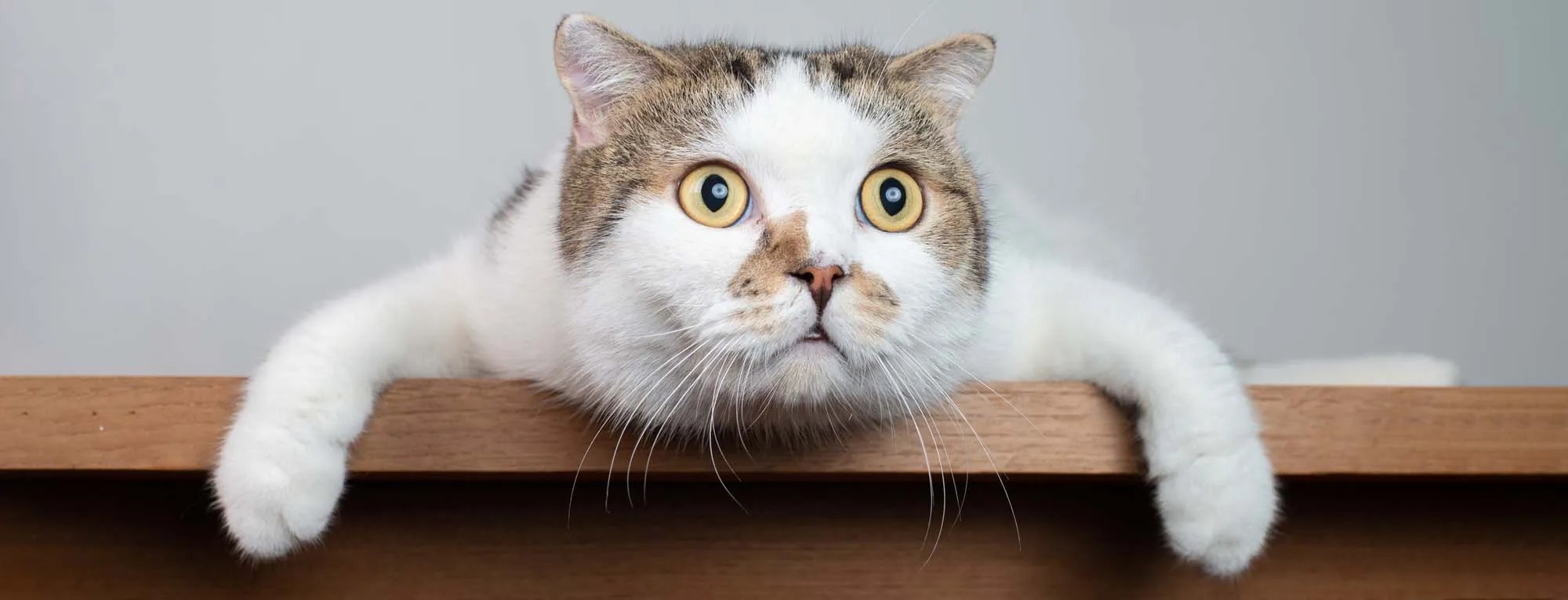 quiet behavior changes in cats