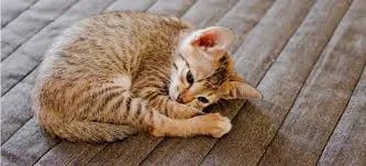 cats adjusting portions