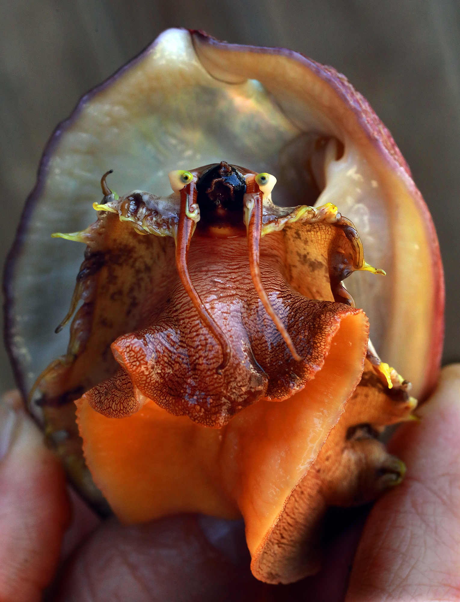 A good virus comes to the rescue of California's abalone