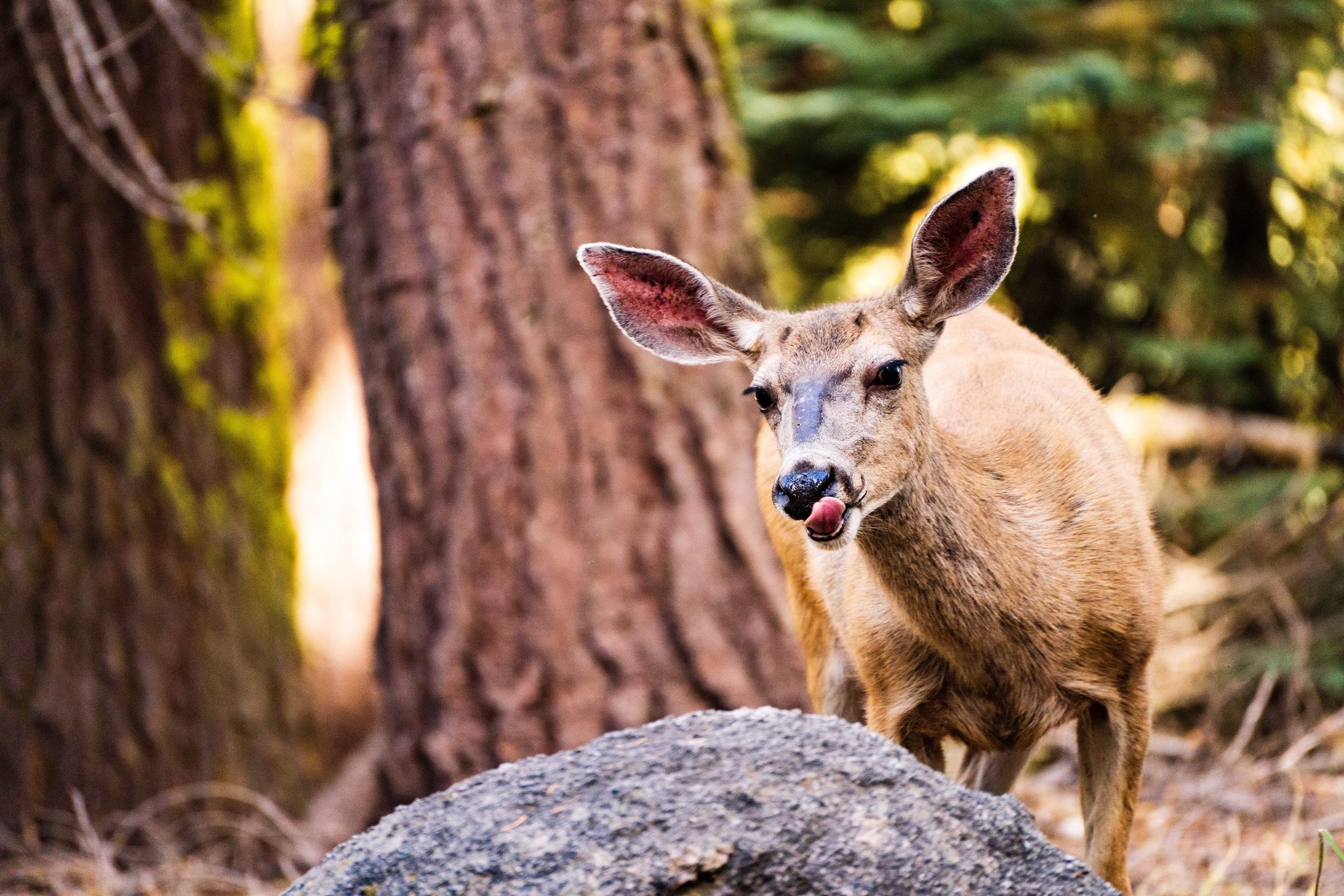 "Mule Deer"