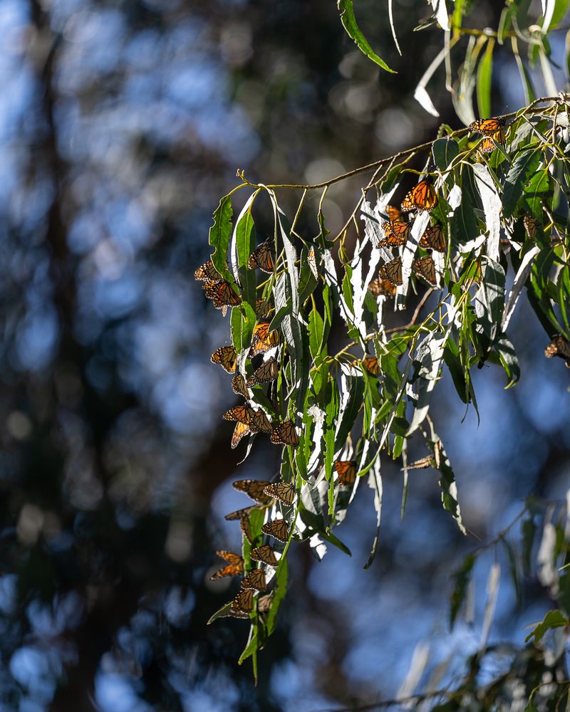 O PISMO State Beach é um aglomerado de King Butterfly em Eucalyptus Grove em Monarch Grove.