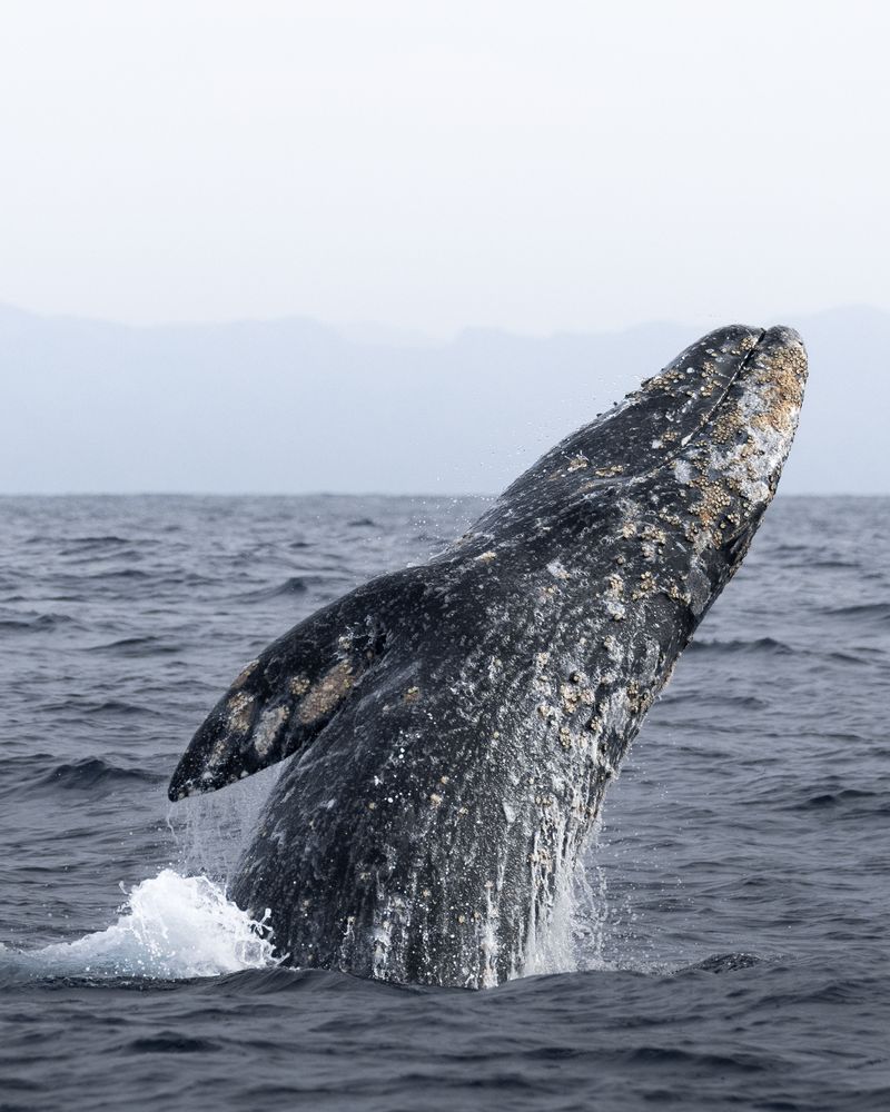 Pismo está violando uma baleia na costa. 