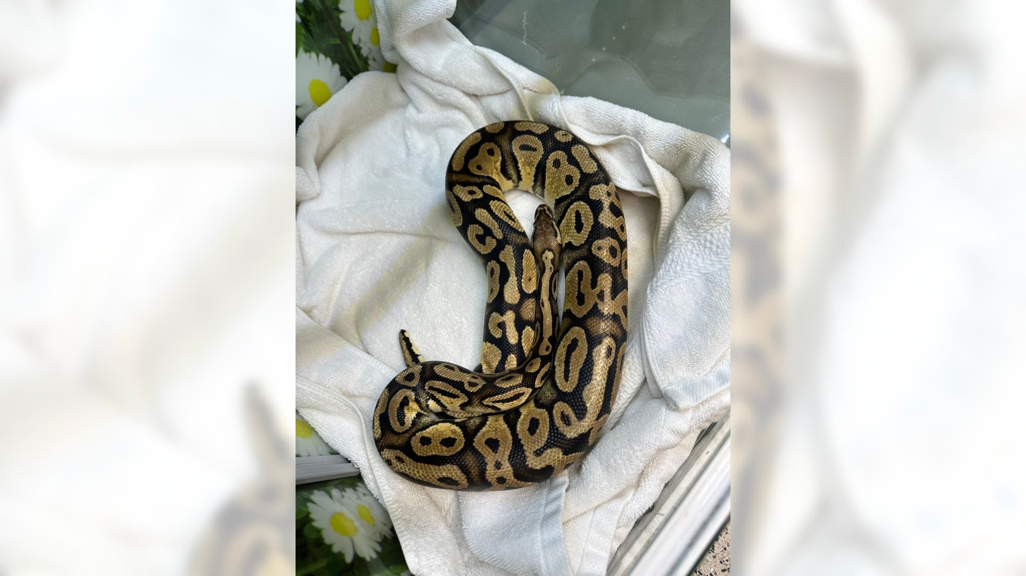 San Bernardino Python, que fugiu para Monrovia in-n-Out no início desta semana, foi encontrado para escapar de San Bernardino Python. (Cortesia da Passadena Human Society)