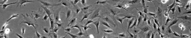 Labomed Microscopes Meyer Instruments - Light Images - Professional Mobile Collection