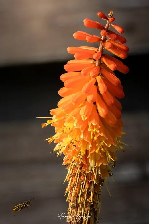 Samme motiv set fra et lavere perspektiv, hvor insektet nærmer sig blomsterstandens bund mod en rolig, mørk baggrund, der fremhæver plantens varme efterårsglød.