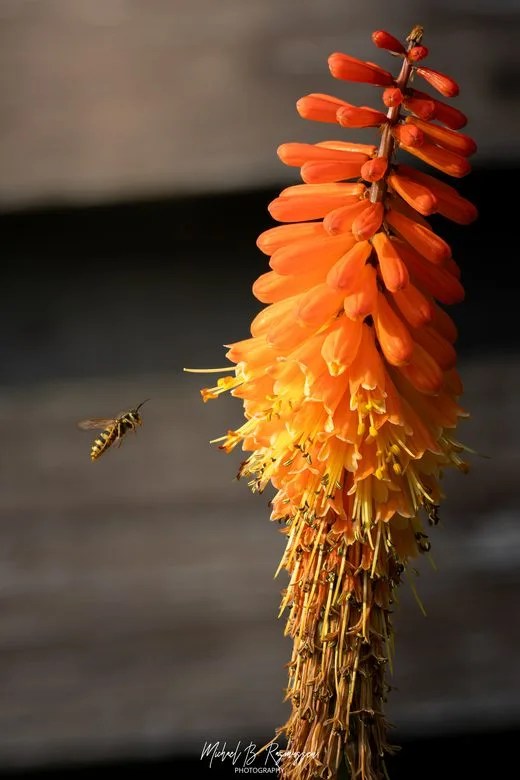 En hveps hænger svævende i luften, frosset i et splitsekund på præcis kurs mod de åbne, nektarrige klokker på en ranke af flammende orange raketblomst