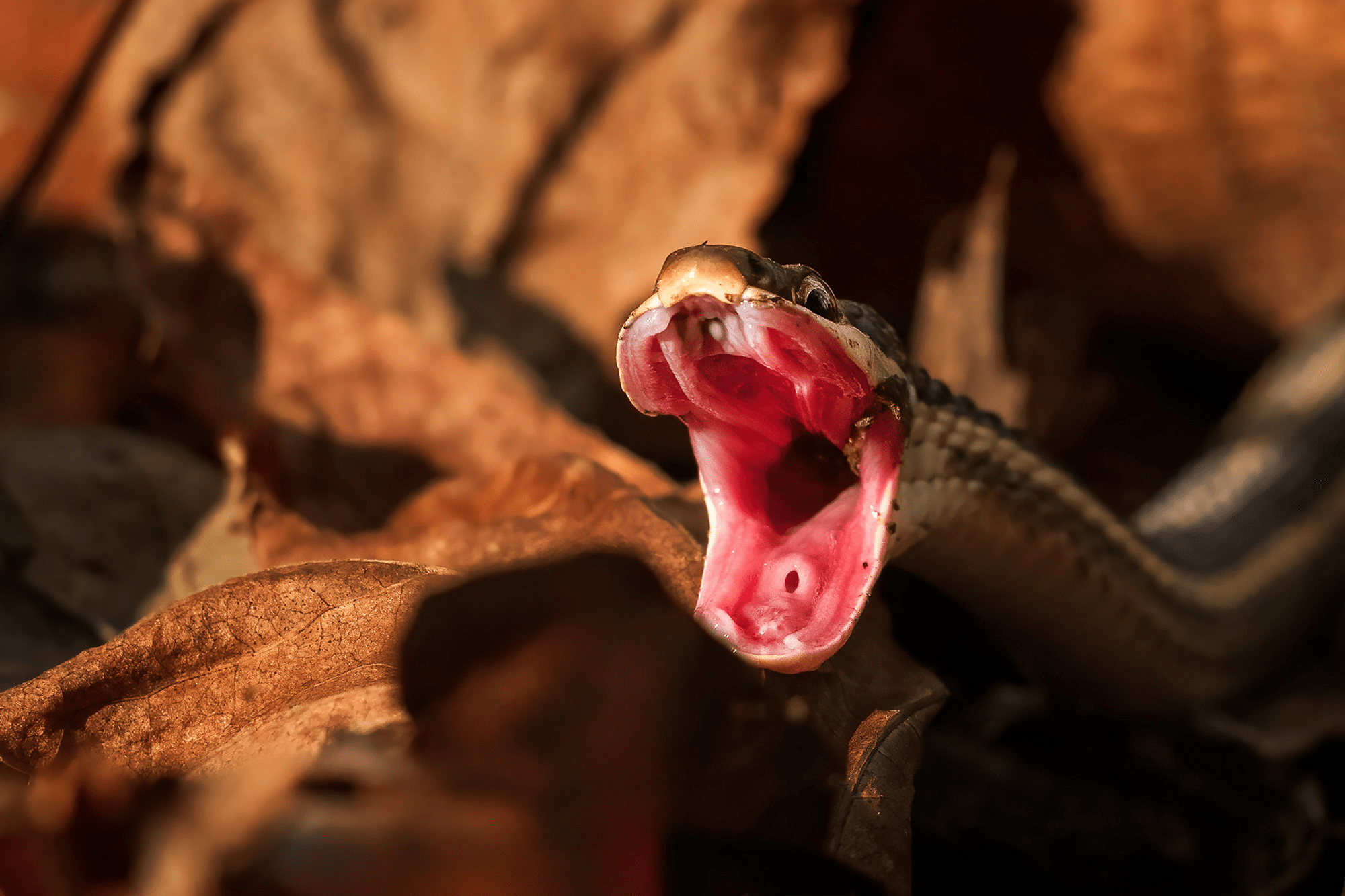 Common Ribbonsnake with mouth wide open