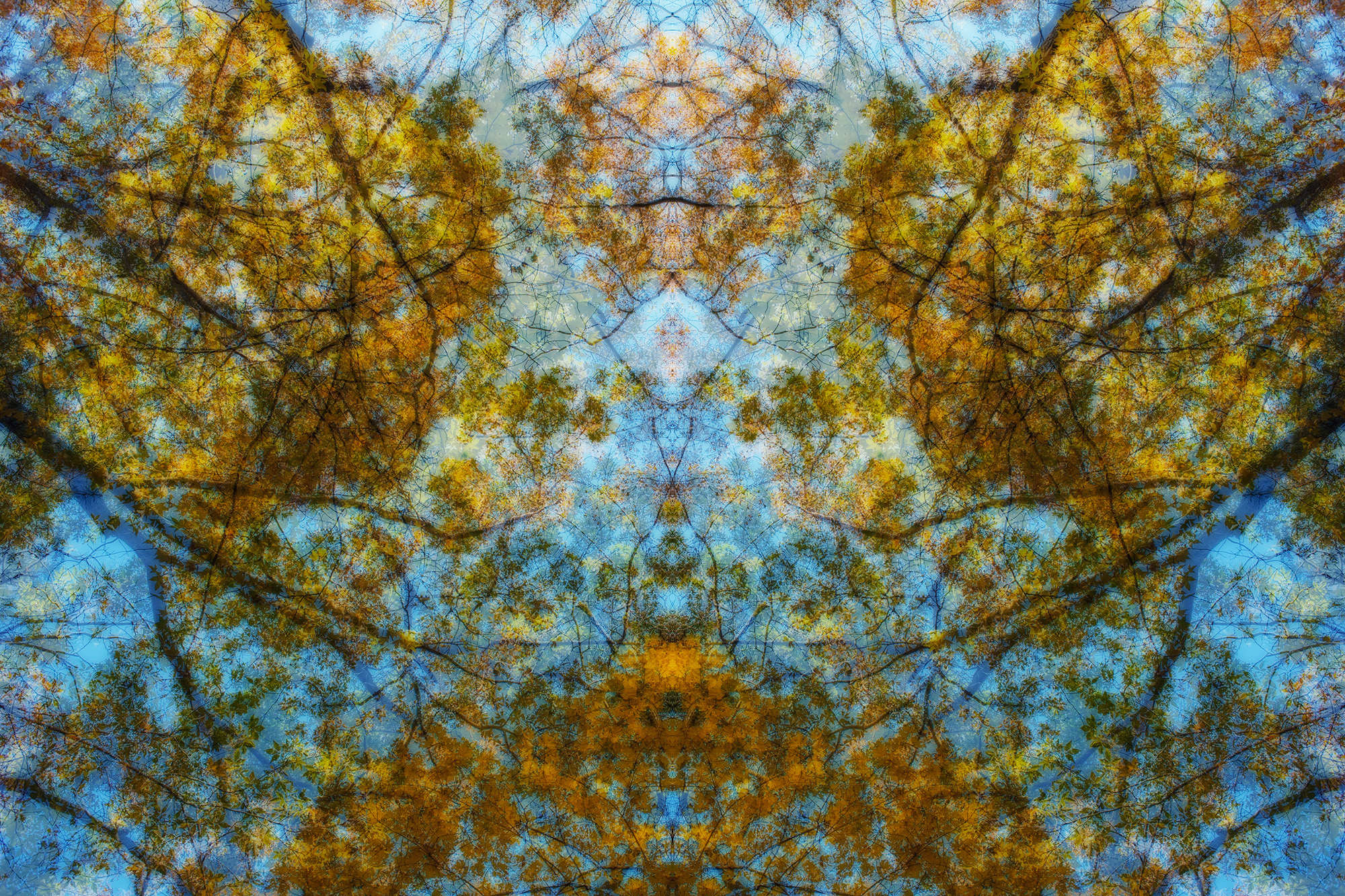 Fall Photo - flipped image to create abstract double exposure