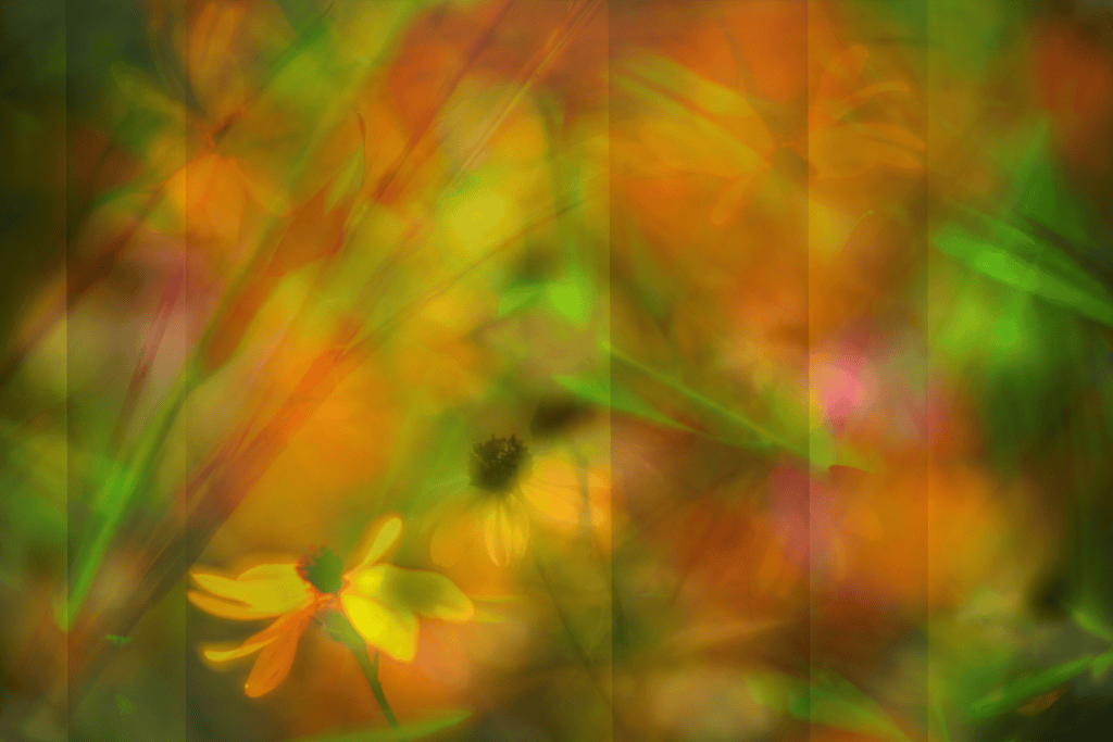 Multiple exposure collage made with images captured by Lensbaby lenses and optics.