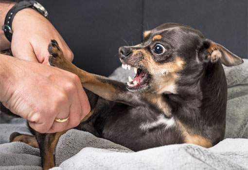 Houston Dog Training for Aggressive Dogs: Top Solutions