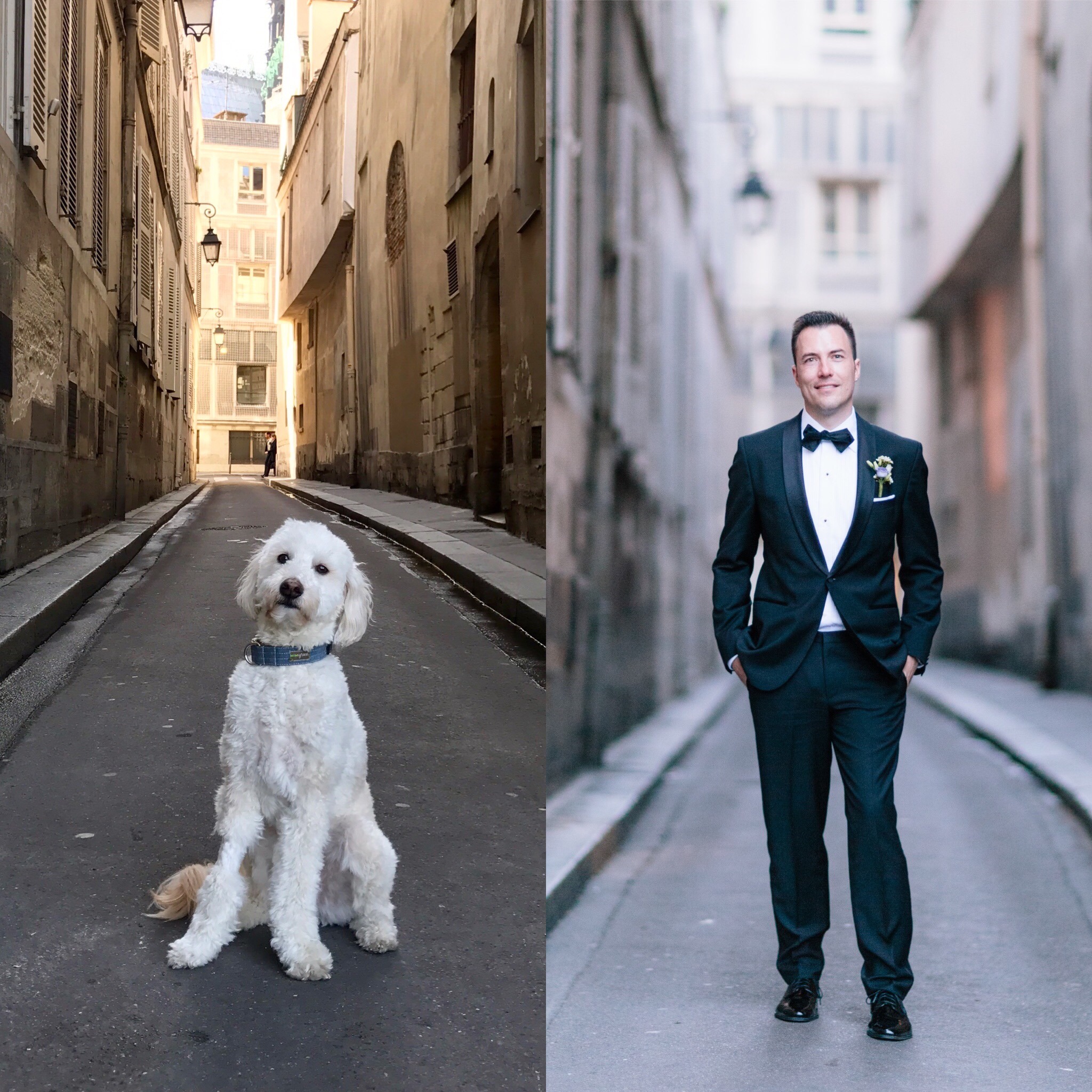 Dog-Wedding-2