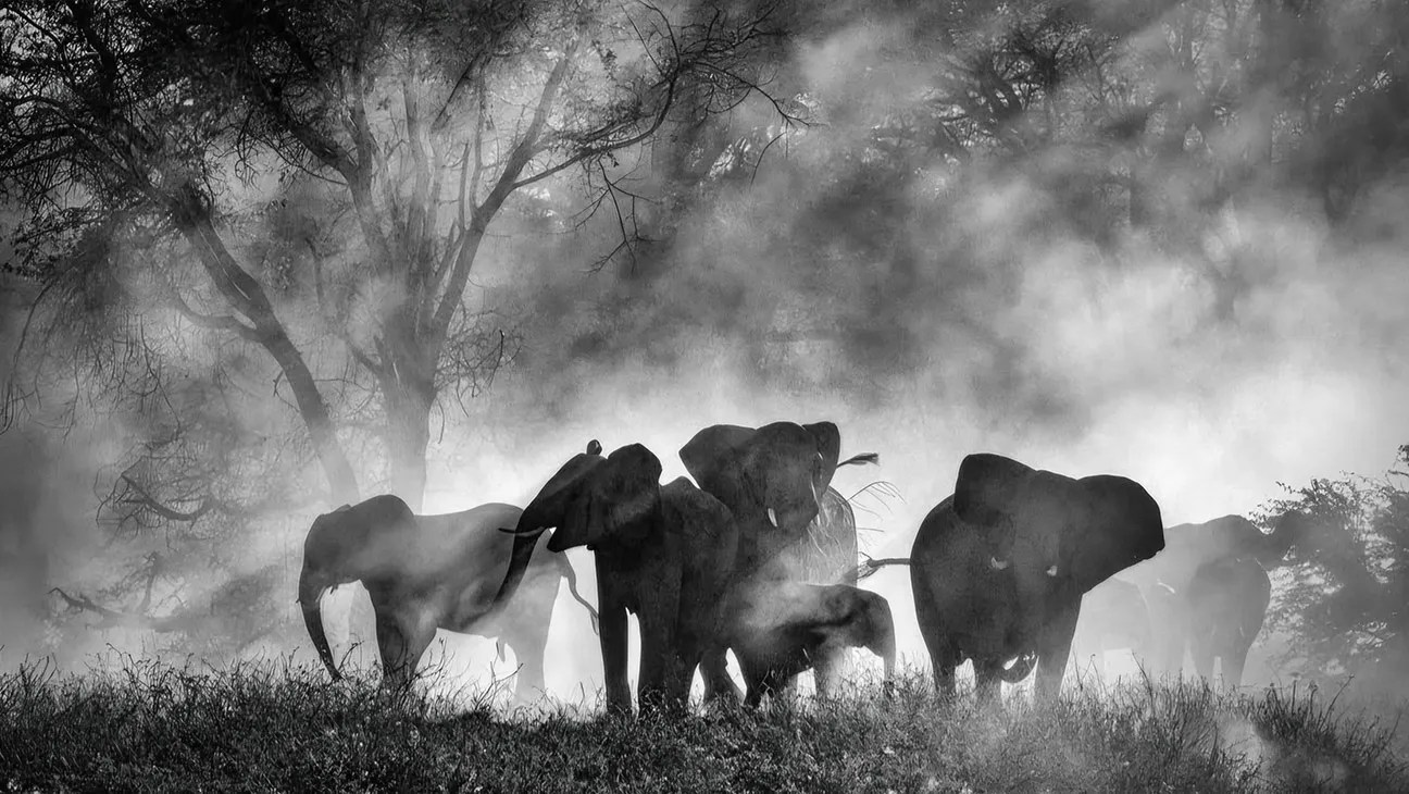 ‘Ghost Elephants’ Viennale Review: In Search of Lost Giants with Werner Herzog
