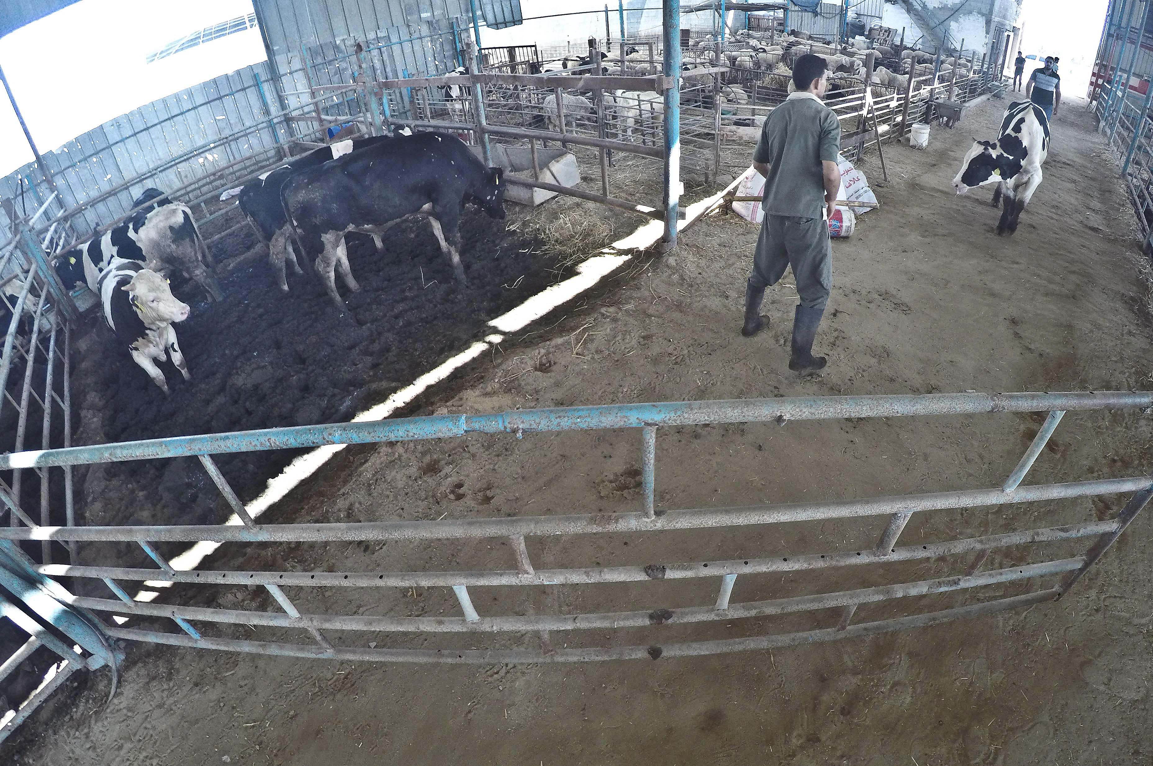 Israel’s siege killing demand for Qurbani meat in Gaza – Middle East ...