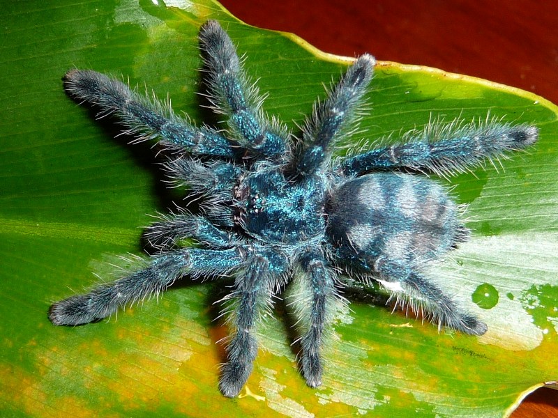 Ybyrapora Diversipes Care - Avic Vercicolor Care Sheet