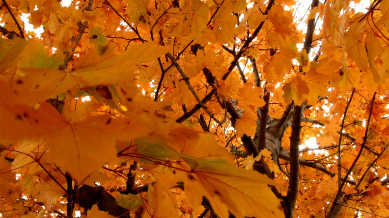 http://www.mikesjournal.com/November%202007/Maple%20Tree.jpg