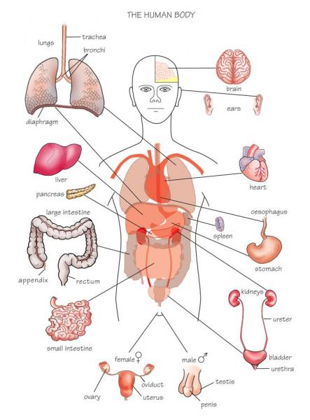 Human Organs Map Organs Of The Human Body NIJQ Body2 3 