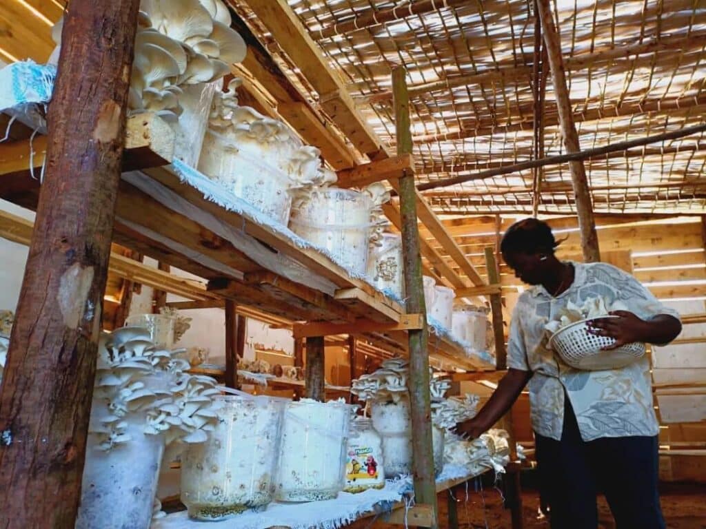 Des seaux de champignons poussent dans une maison d'ombrage, avec une femme assistant et récolte