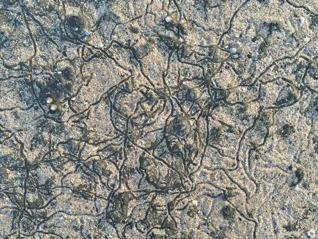 des pistes de perwinkle dans le sable sur un rockfelf