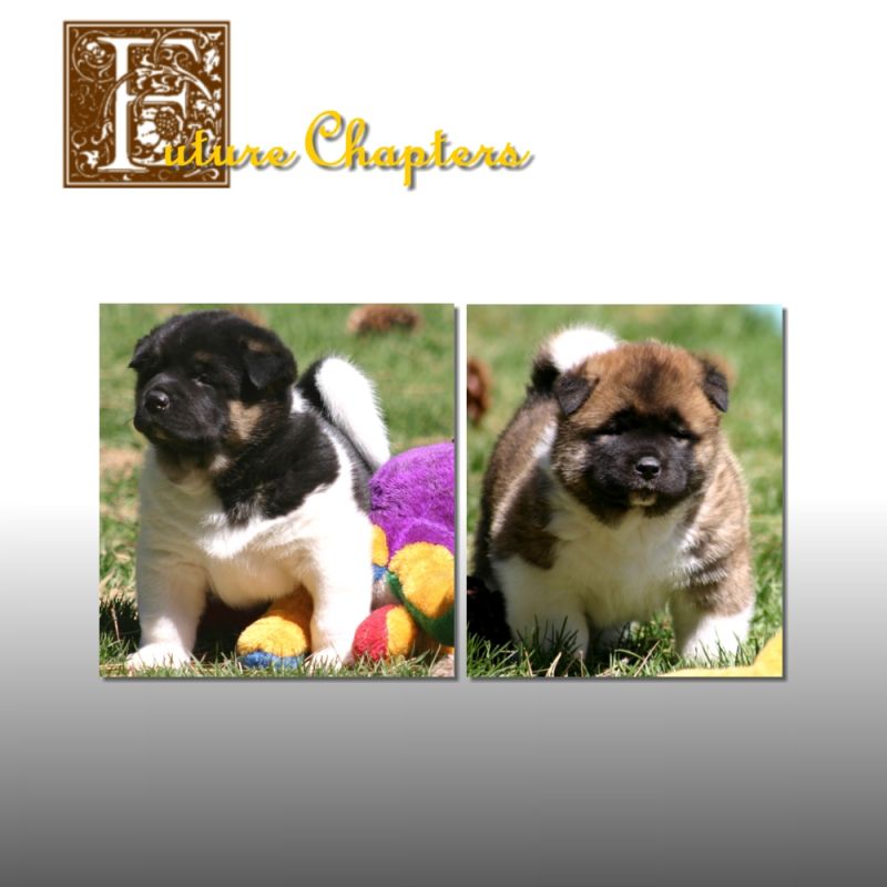 Future Chapters Wattpad - Artistic Light Photo - Mobile