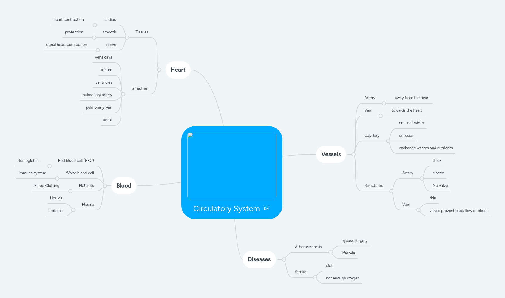 Circulatory System Mind Map Pdf - City Image Collection - Ultra HD Quality