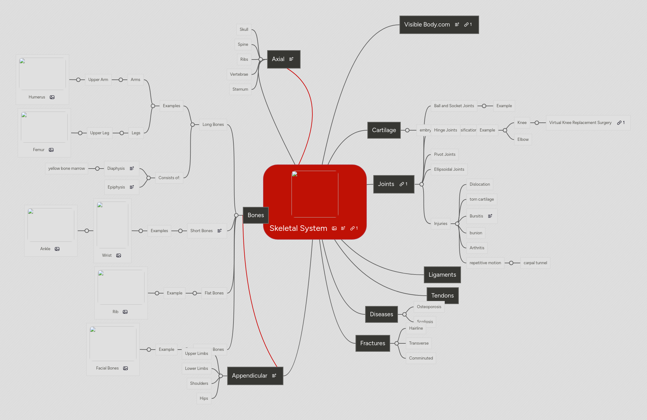 Skeletal System Mindmeister Mind Map - Nature Wallpapers - Modern Ultra HD Collection