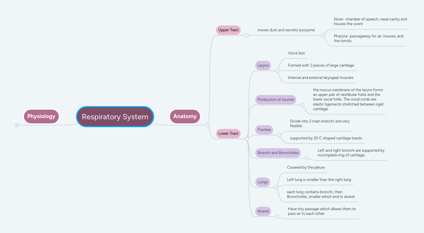 Respiratory System Mind Map Organs Functions Processes - Best Sunset Designs in Full HD