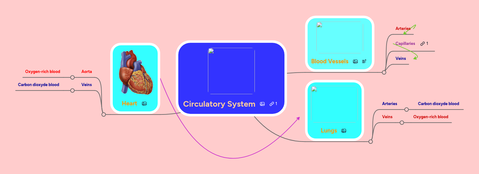 Circulatory System Mindmeister Mind Map - Elegant 8K Sunset Pictures | Free Download