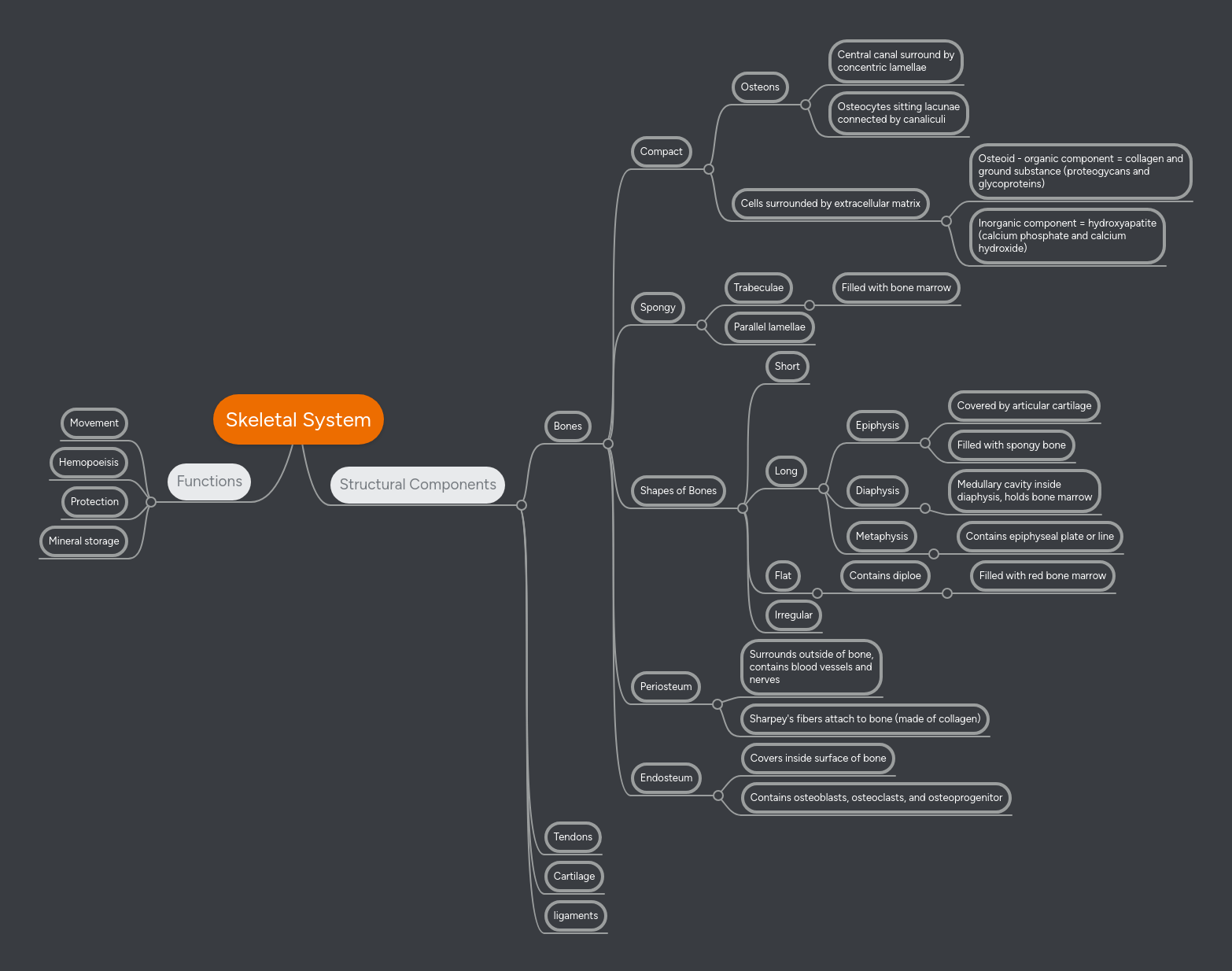 Skeletal System Mind Map Edrawmind - Landscape Illustrations - Perfect 4K Collection