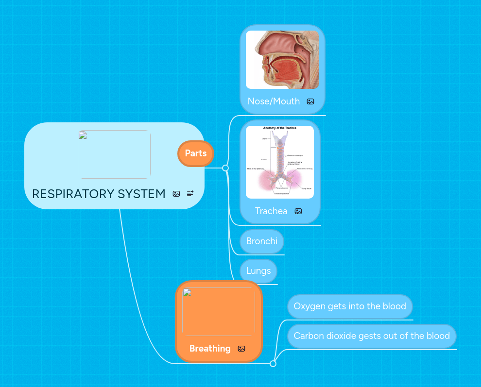 Respiratory System Mind Map - Download Modern Dark Pattern | HD