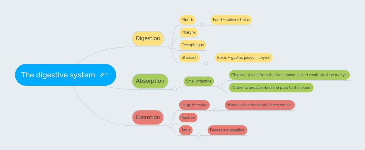 Digestive System Mindmeister Mind Map - Ultra HD Light Backgrounds for Desktop