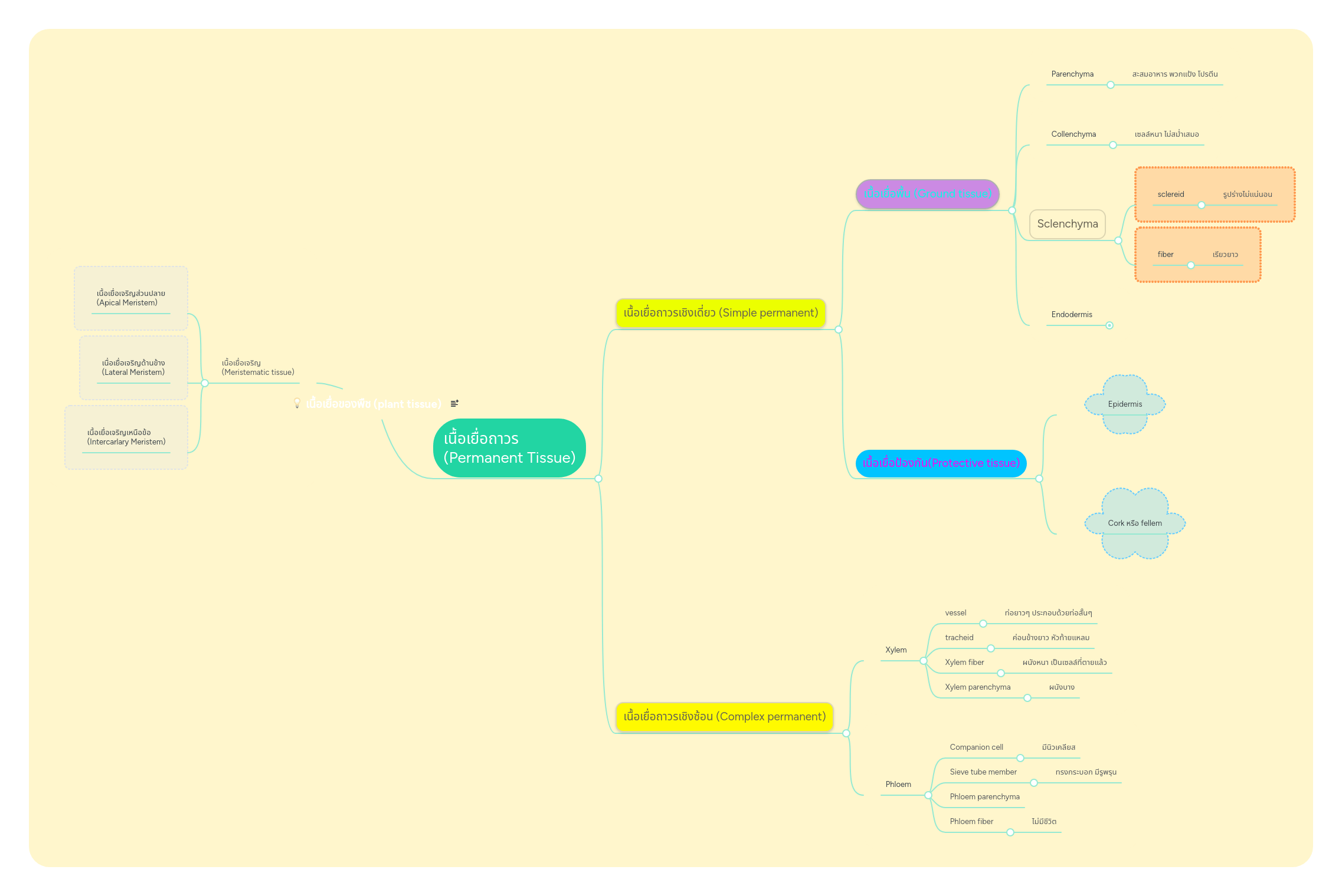 Apsg Plant Tissue Mind Map - Best Mountain Backgrounds in HD