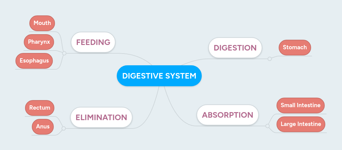 Digestive System Mindmeister Mind Map - Modern Space Image - HD