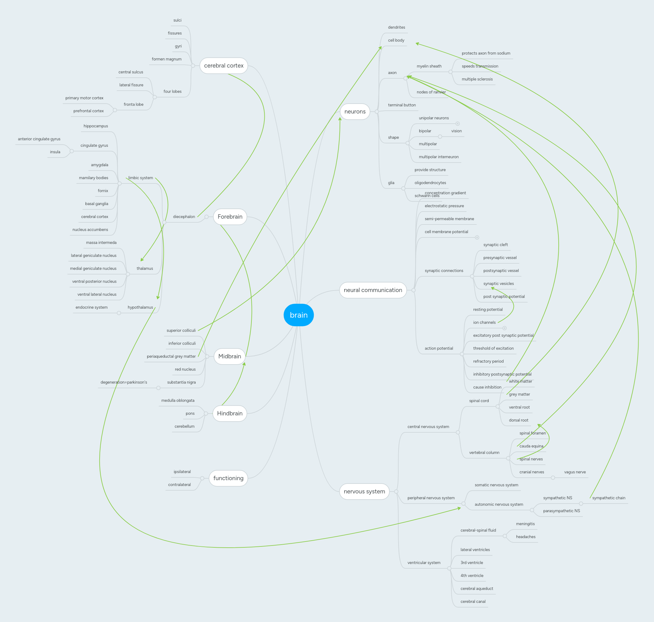 Brain Mindmeister Mind Map