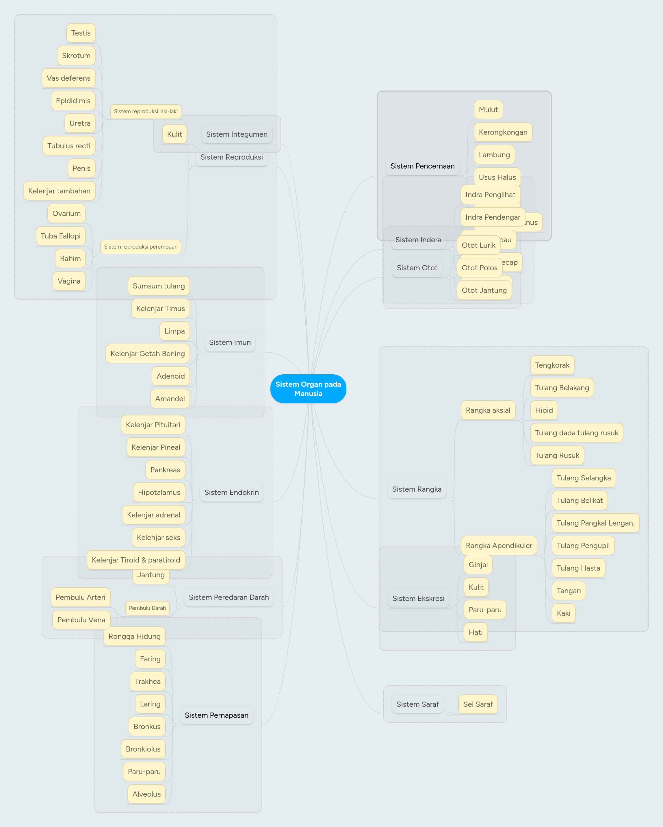 Megidentifikasi fungsi organ pencernaan pada manusia degan benar. Sistem Organ Pada Manusia Mindmeister Mind Map
