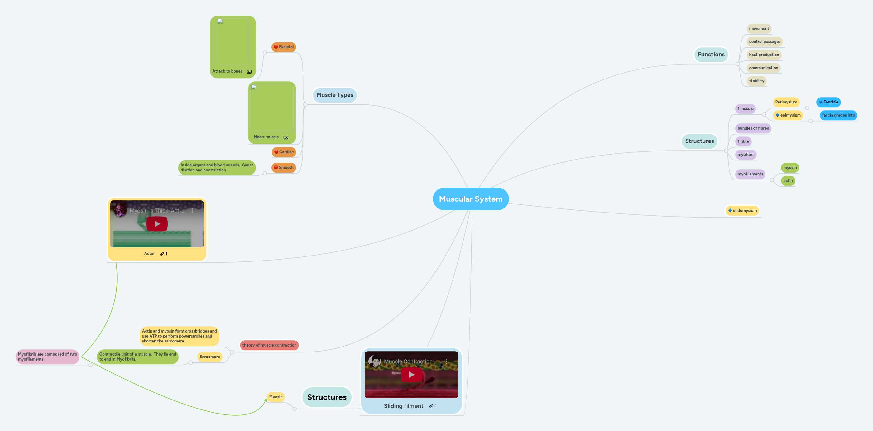 Muscular System Mindmeister Mind Map - Creative Sunset Photo - High Resolution