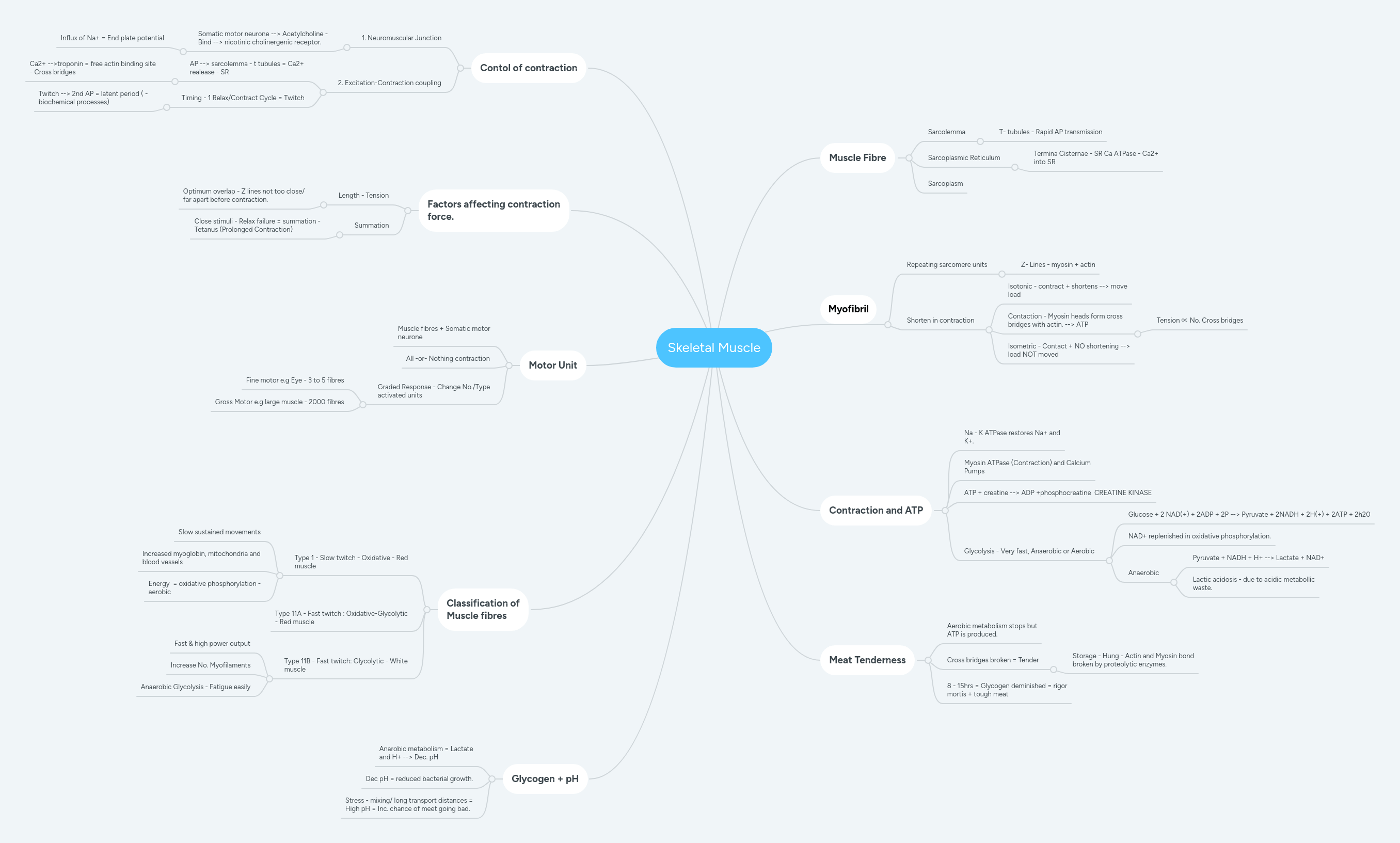 Skeletal Muscle Mind Map Edrawmind - Premium Colorful Picture Gallery - 4K