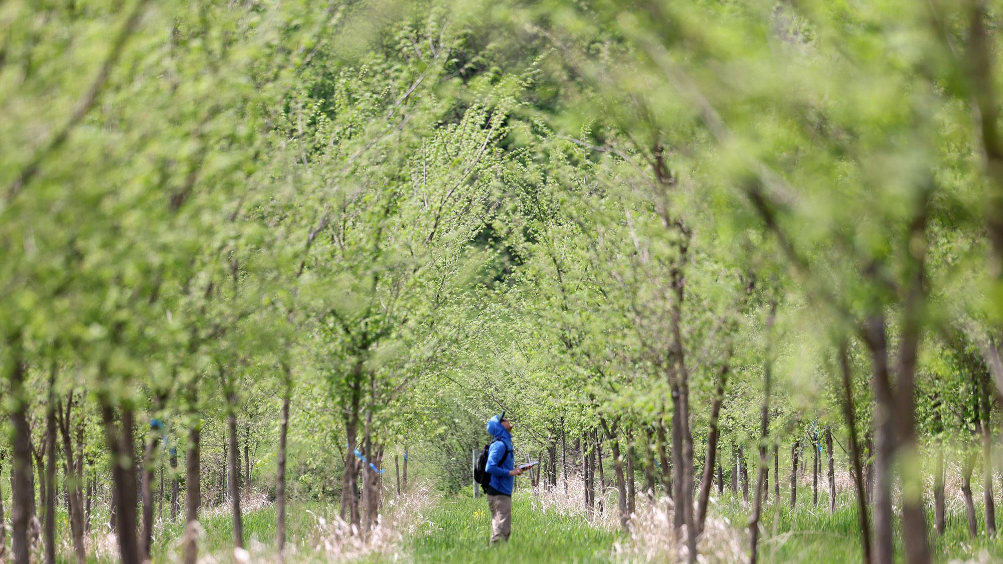 The deadly experiment that could save the American elm from disease