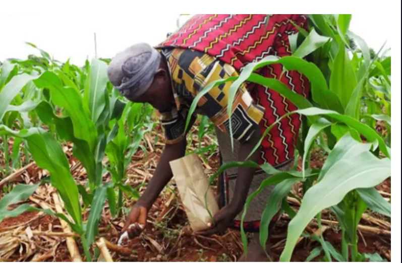 Campagne agricole 2026-2027 à Kédougou : les semences et engrais se déploient progressivement malgré un hivernage tardif