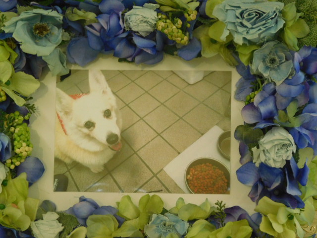 水戸市愛犬べるちゃん｜ペット霊園・葬祭・火葬 茨城県水戸市 水戸ペットセレモニー