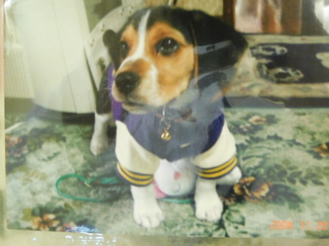 水戸市愛犬ビルちゃん｜ペット霊園・葬祭・火葬 茨城県水戸市 水戸ペットセレモニー