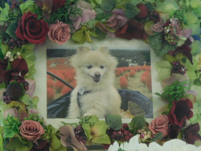ひたちなか市愛犬きなこちゃん｜ペット霊園・葬祭・火葬 茨城県水戸市 水戸ペットセレモニー
