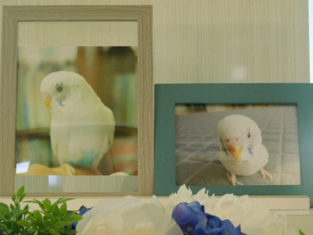水戸市セキセイインコ・ぴよまるちゃん｜ペット霊園・葬祭・火葬 茨城県水戸市 水戸ペットセレモニー