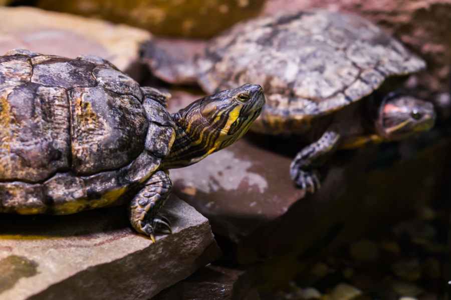 Cómo regulan la temperatura las tortugas