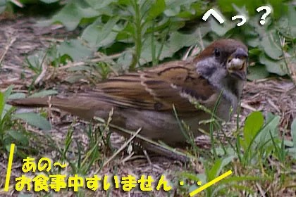 楽園 | 北の暮らし ～札幌・宮の森から～ 280_X_420_jpg