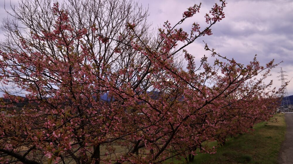 大野原丸井の河津桜