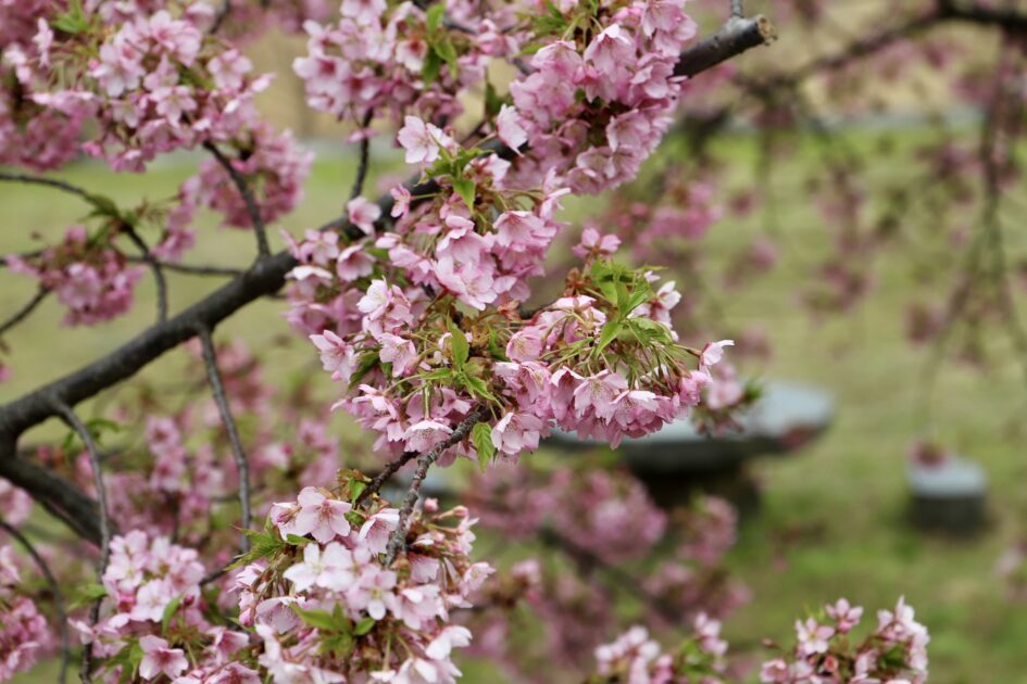 大野原丸井の河津桜
