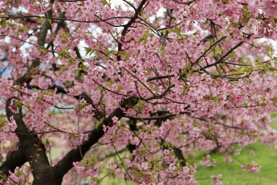 大野原丸井の河津桜