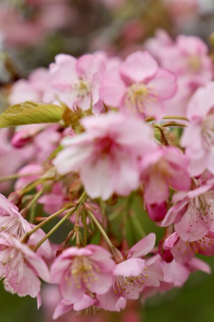 大野原丸井の河津桜