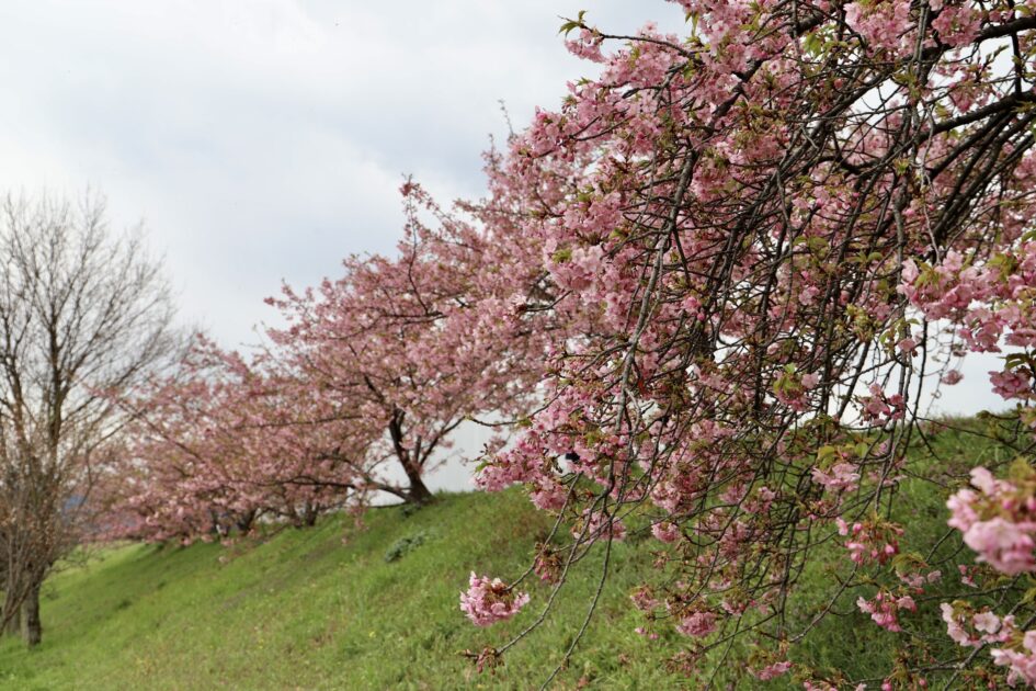 大野原丸井の河津桜