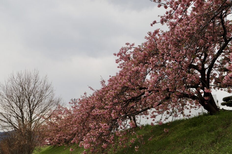 大野原丸井の河津桜